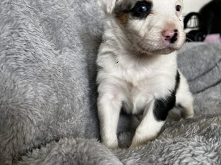 Merle border collie puppies ready now