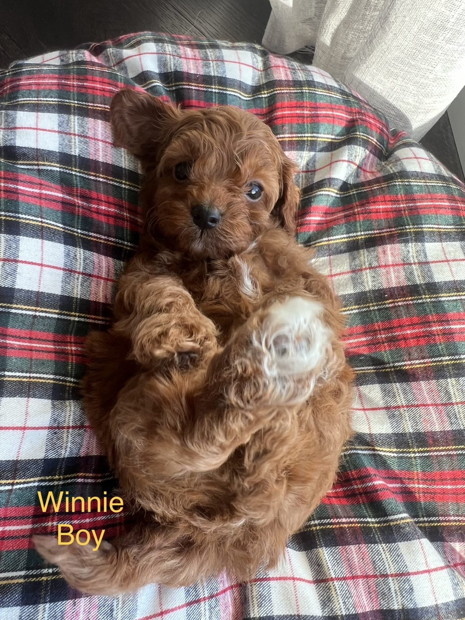 F1b tiny toy cavoodle puppies - DNA health tested