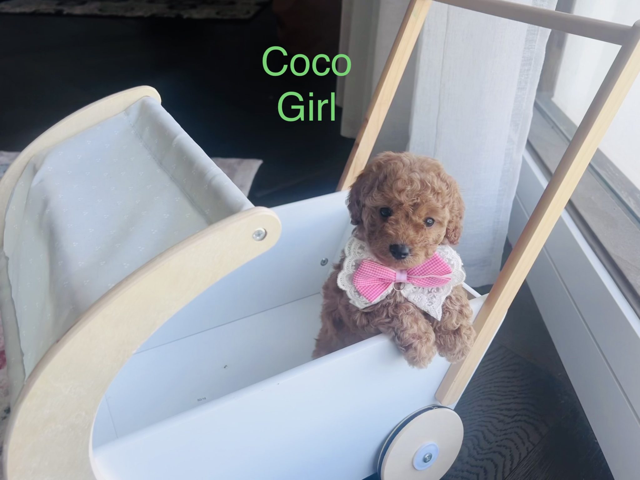F1b tiny toy cavoodle puppies - DNA health tested