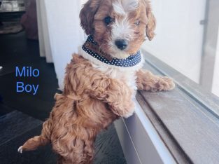 F1b tiny toy cavoodle puppies – DNA health tested
