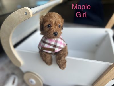 F1b tiny toy cavoodle puppies – DNA health tested