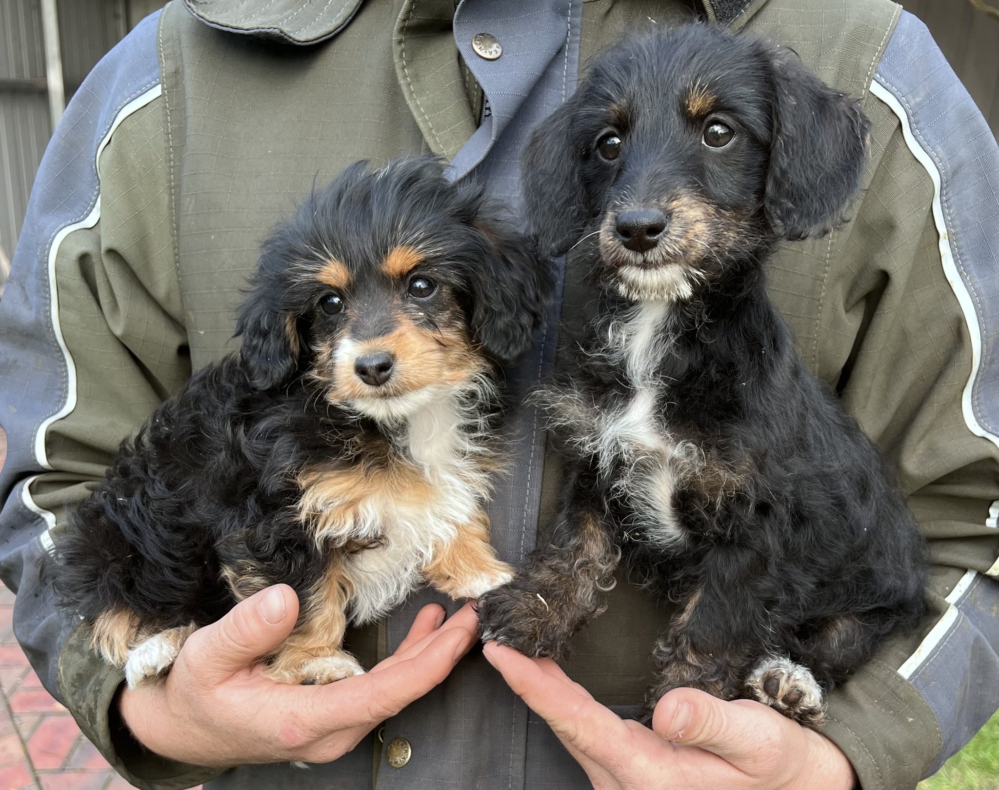 Dachshund x poodle puppies
