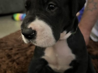 Great Dane Puppies