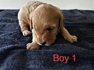 Gorgeous F2 Cavoodle puppies