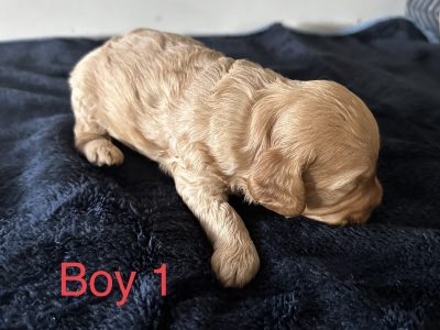 Gorgeous F2 Cavoodle puppies