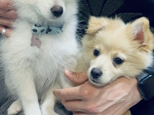 Selling beautiful Pomeranian puppies