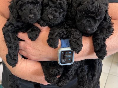 Purebred black toy poodles available from the 11/5
