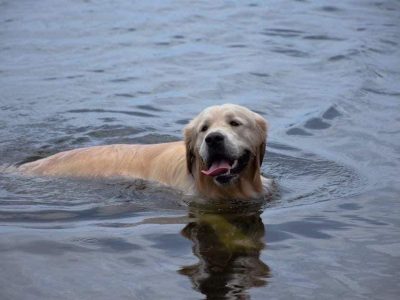 Golden Retriever Stud