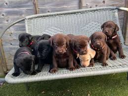 Palm Beach Labrador Retriver Puppies (PEDIGREE)