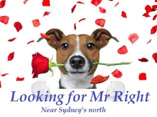 Jack Russell – Looking for a male for our girl