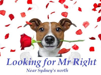 Jack Russell – Looking for a male for our girl