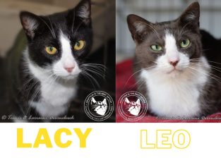 Leo & Lacy – bonded pair