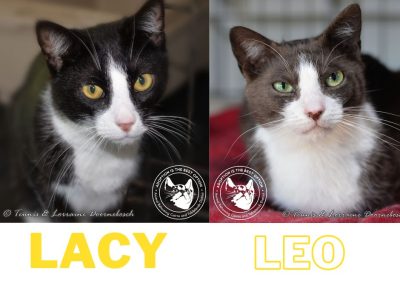 Leo & Lacy – bonded pair