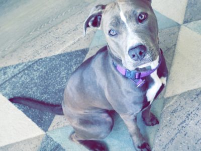 American Bulldog Puppy