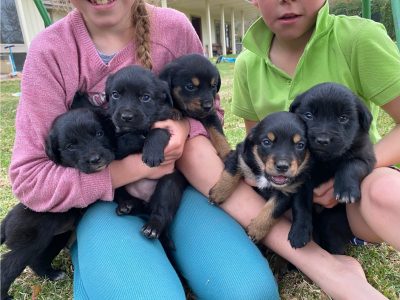 Golden Retriever x Kelpie