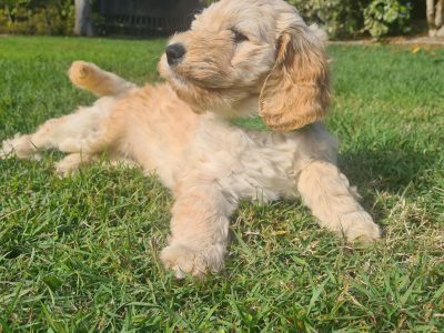 Groodle Puppies – LAST 2