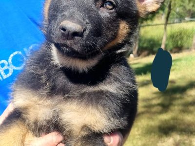 Purebred German shepherd pups