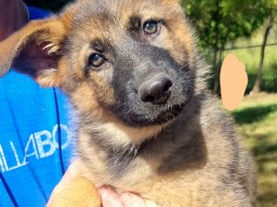 Purebred German shepherd pups
