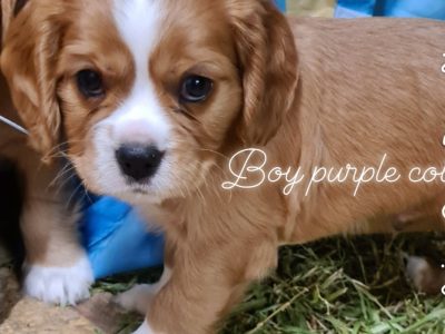 Beaglier puppies available