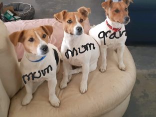 Maltese x Jack Russell Puppies