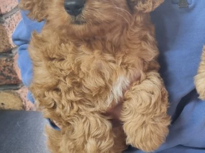 Gorgeous Girl Cavoodle Puppy💗