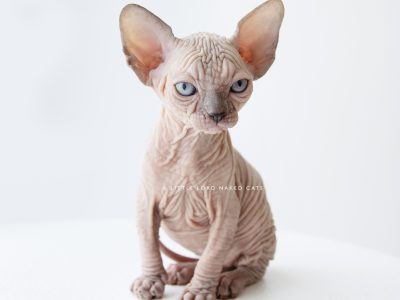 Pedigree Sphynx kittens