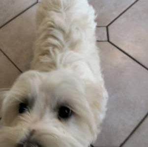 Maltese Shih Tzu Puppy for sale