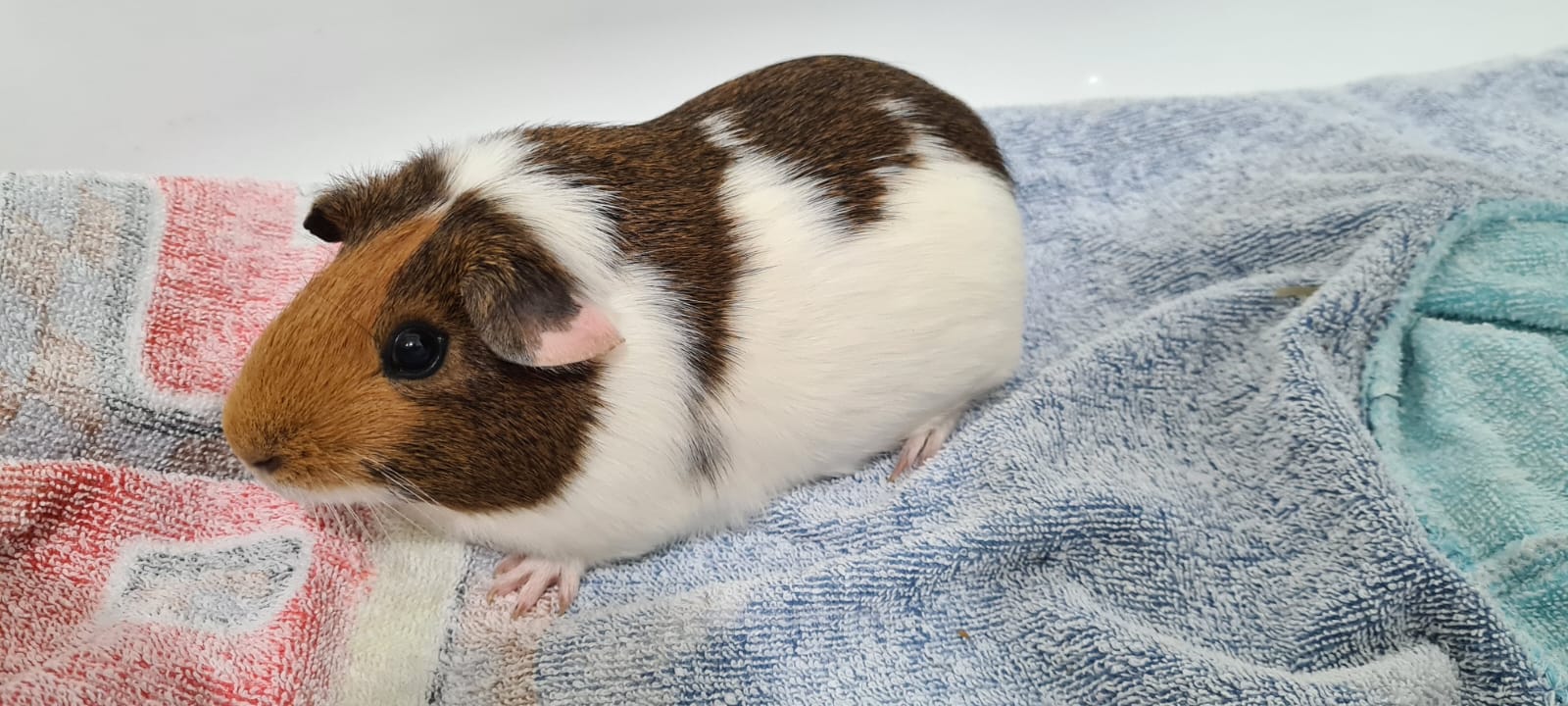 2 Healthy Female Guinea Pigs For Sale
