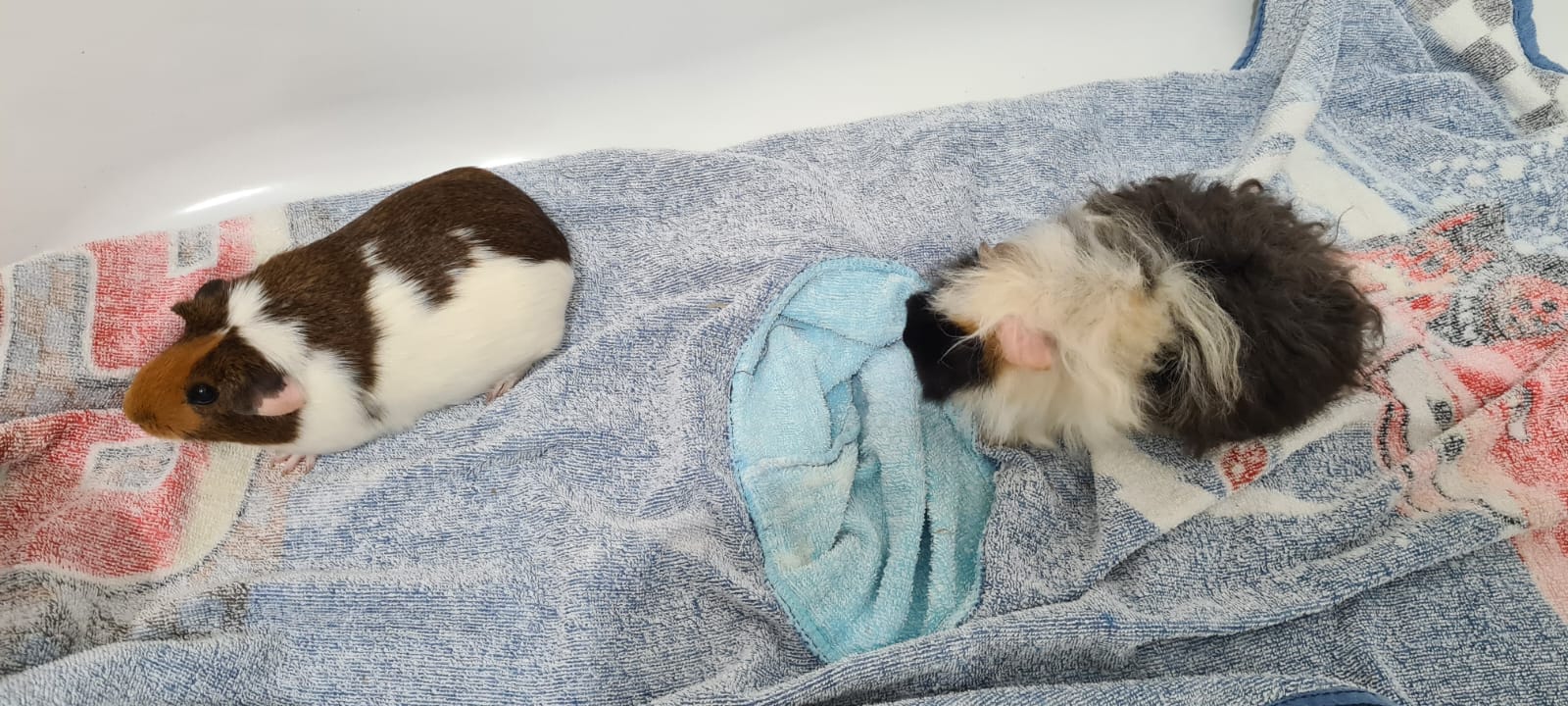 2 Healthy Female Guinea Pigs For Sale
