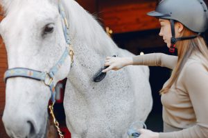 woman grooming white horse
