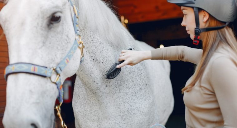 The Beginner’s Guide to Horse Grooming
