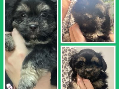 Maltese Shih Tzu Puppies