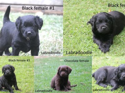 Stunning F1 Labradoodle Puppies