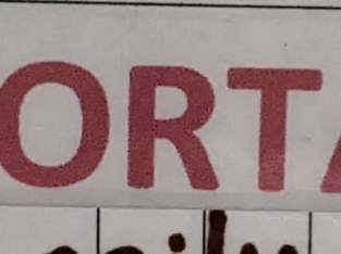 Dobermann Pinchers Puppies