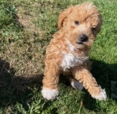 Toy Poodle ready for his forever home