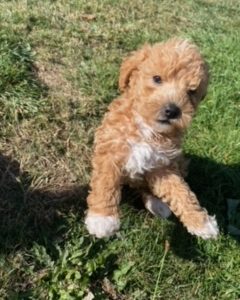 Toy Poodle ready for his forever home