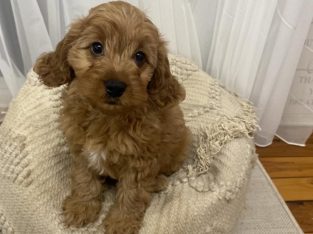 Gorgeous Girl Cavoodle Puppy💗