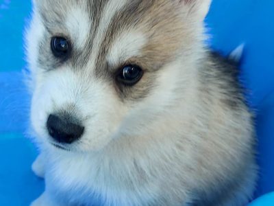 Gorgeous Purebred Siberian Husky Puppies