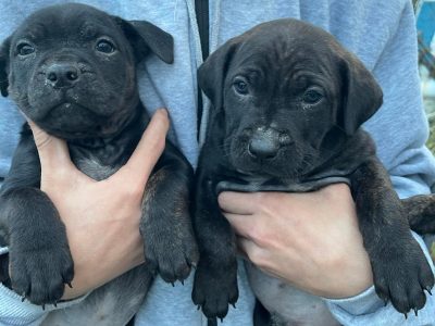 Cane corso pups