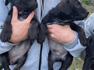 Cane corso pups
