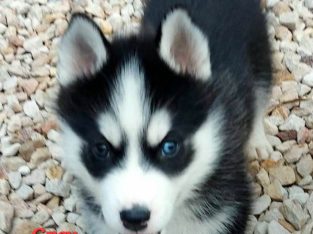 Gorgeous Purebred Siberian Husky Puppies