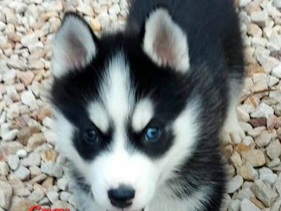 Purebred Siberian Huskies