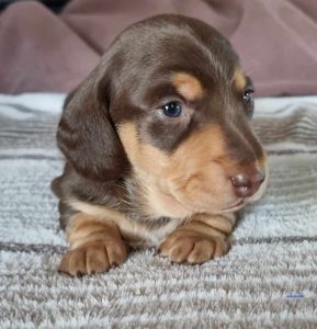 Miniature Dachshund Puppies - Petsforhomes
