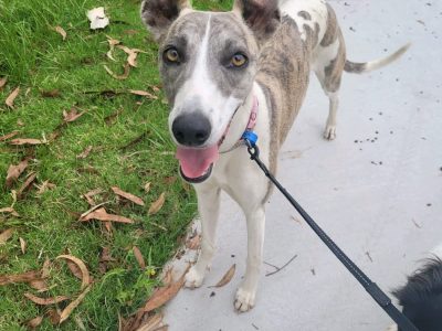 Whippet puppies READY NOW