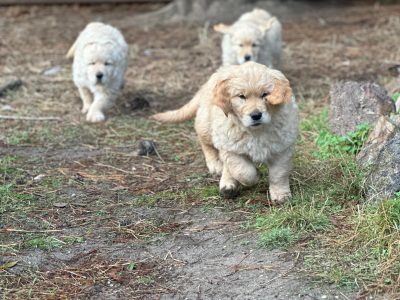 Pure Bred Golden Retriever Pups