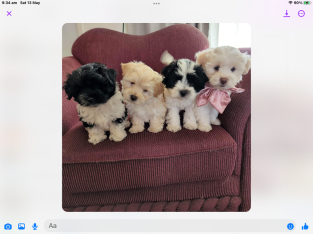 Four gorgeous mini Moodles for sale