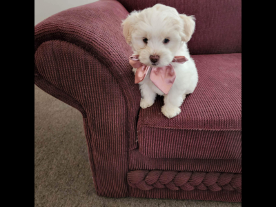 Four gorgeous mini Moodles for sale