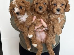 Cavoodles