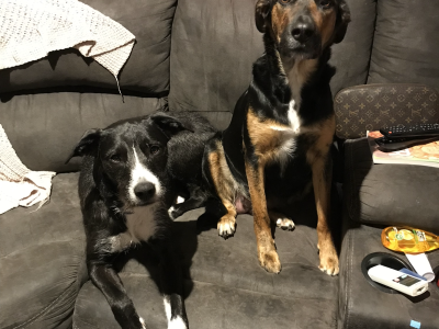 Huntaway x Staghound x Staffy pups