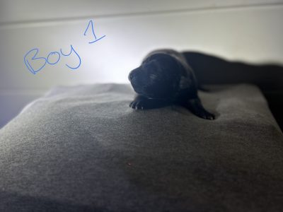 American Staffy Puppies